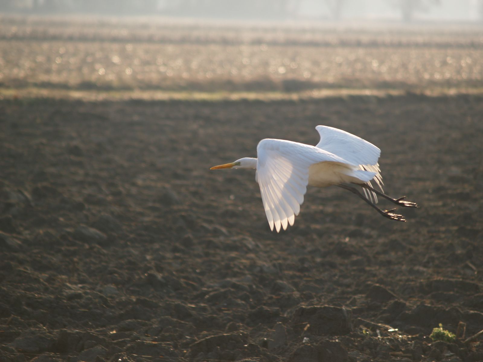 Airone bianco in volo